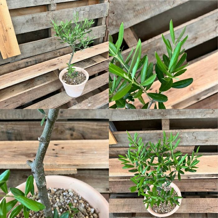 観葉植物現品販売