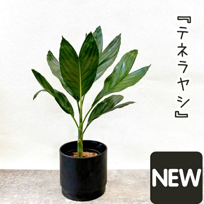 観葉植物現品販売