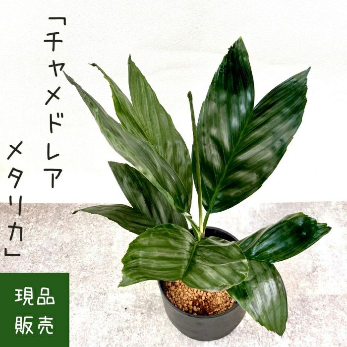 観葉植物現品販売
