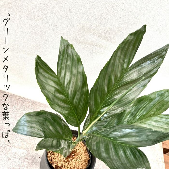 観葉植物現品販売