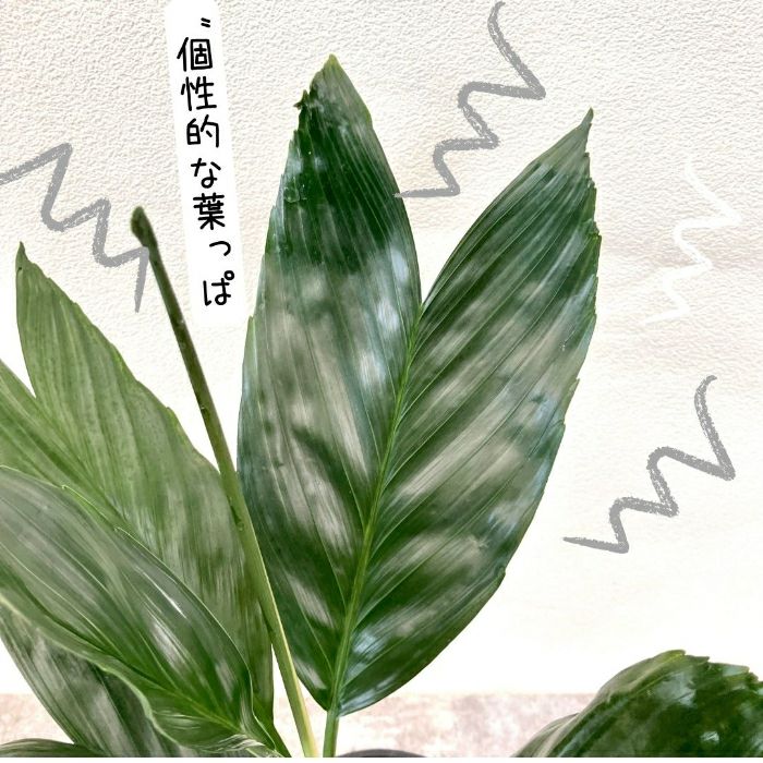 観葉植物現品販売