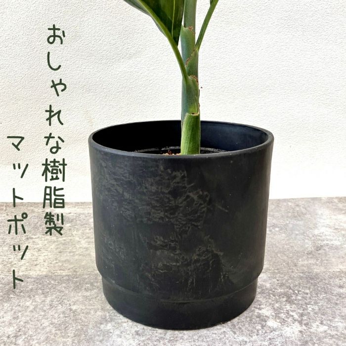 観葉植物現品販売