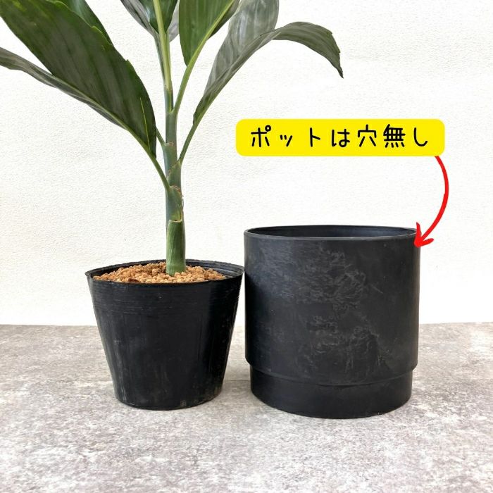 観葉植物現品販売