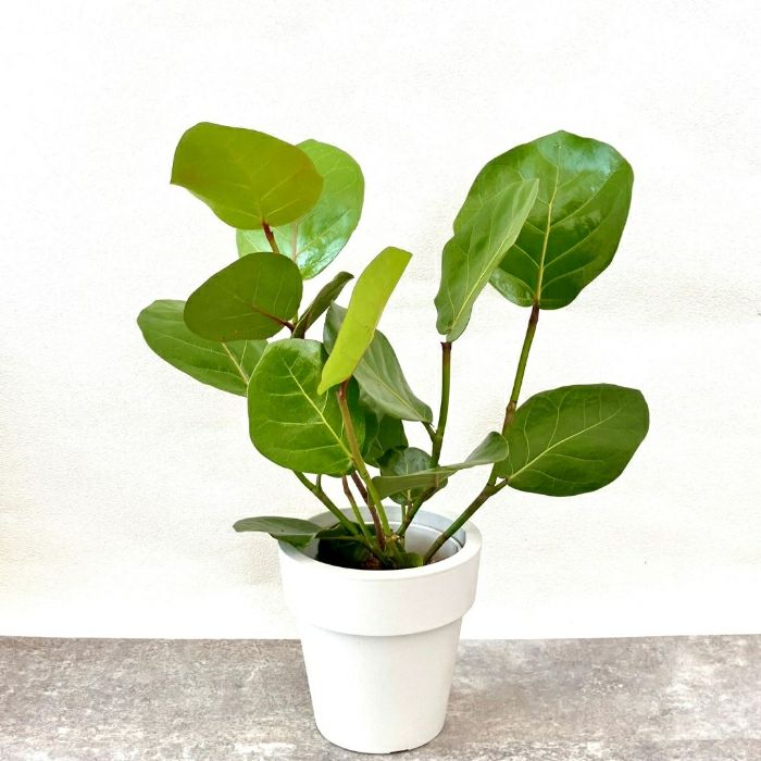 観葉植物現品販売