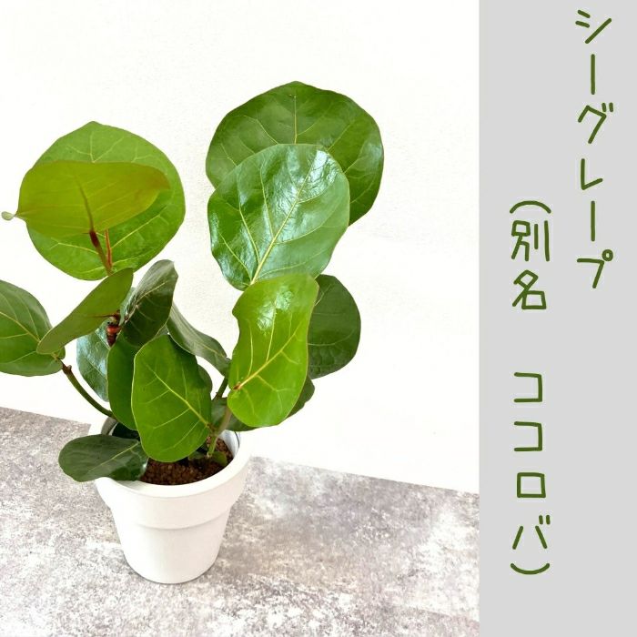 観葉植物現品販売