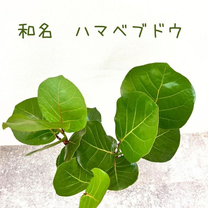観葉植物現品販売