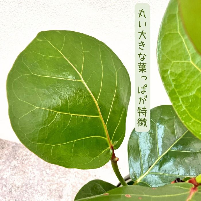 観葉植物現品販売