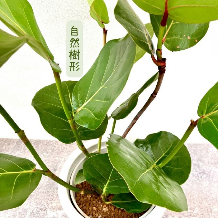 観葉植物現品販売