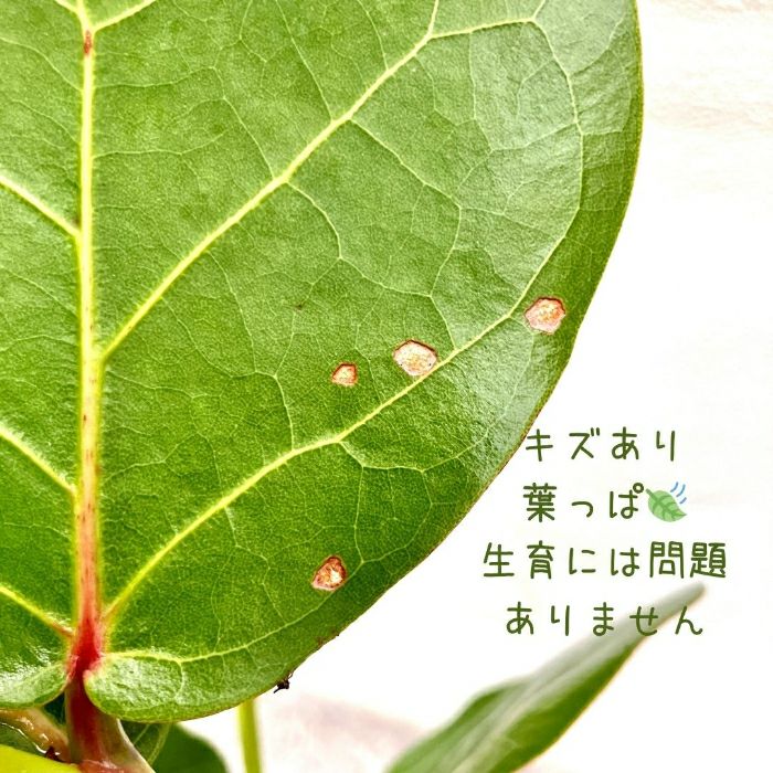 観葉植物現品販売