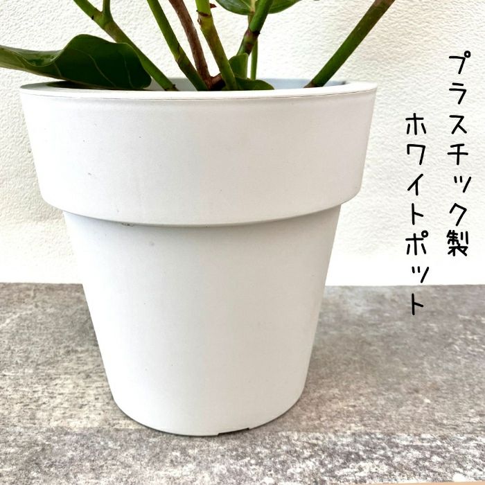 観葉植物現品販売