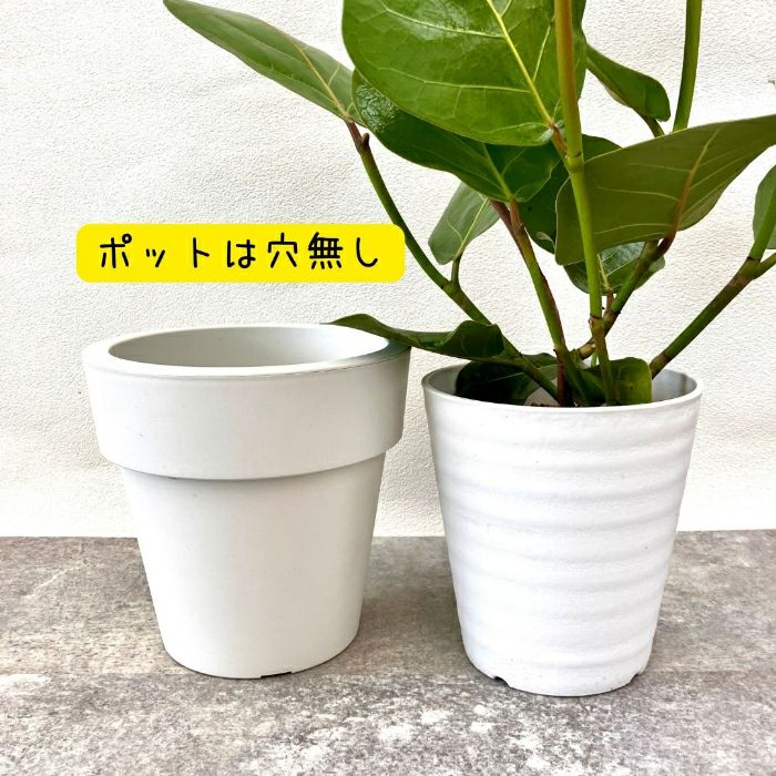 観葉植物現品販売
