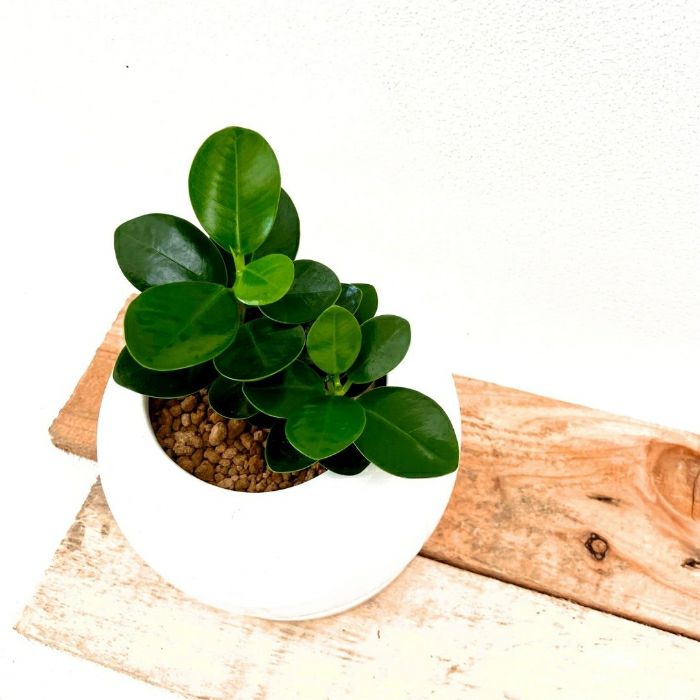 観葉植物現品販売