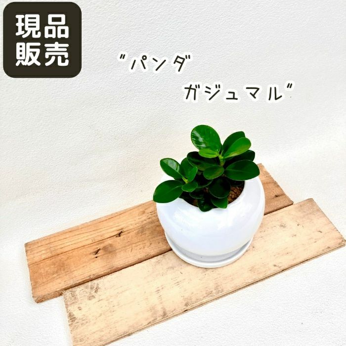 観葉植物現品販売