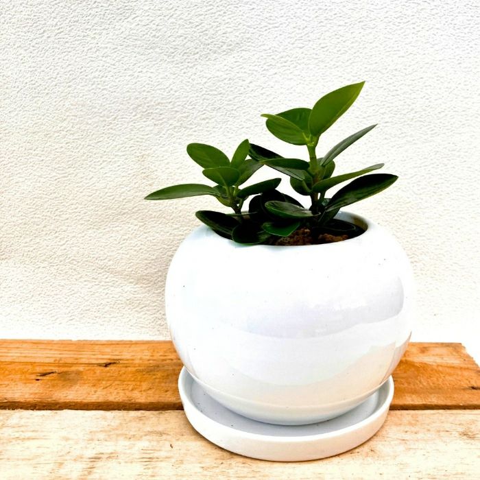 観葉植物現品販売