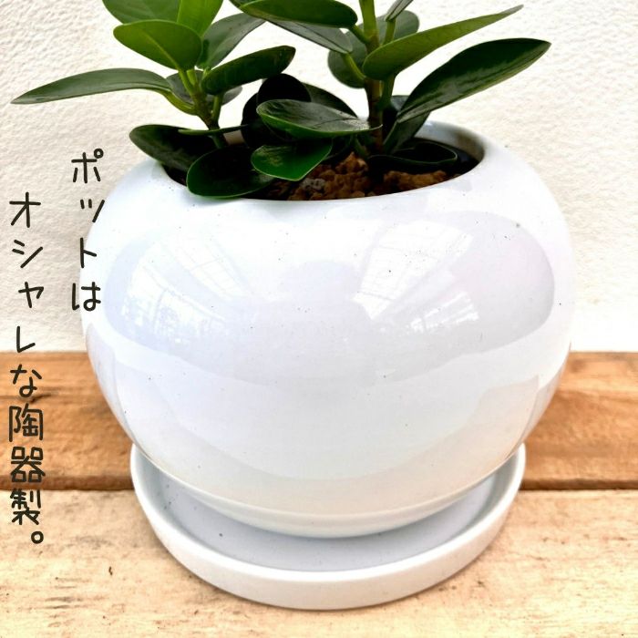観葉植物現品販売