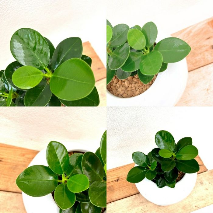 観葉植物現品販売