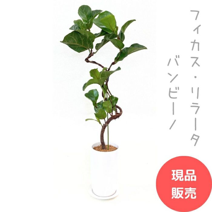 観葉植物現品販売