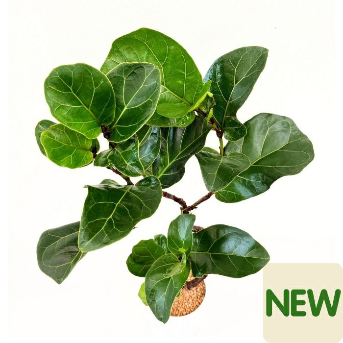 観葉植物現品販売