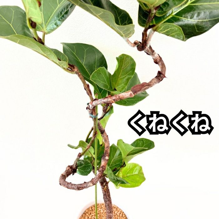 観葉植物現品販売