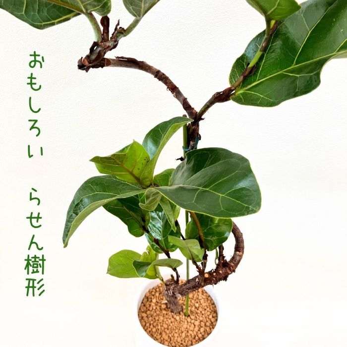 観葉植物現品販売