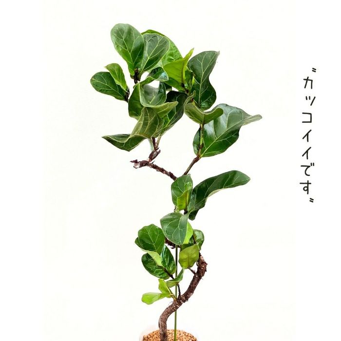 観葉植物現品販売