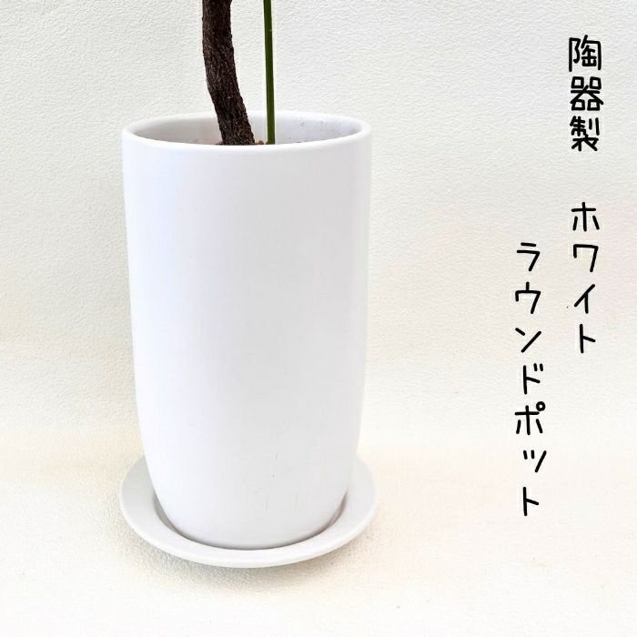 観葉植物現品販売