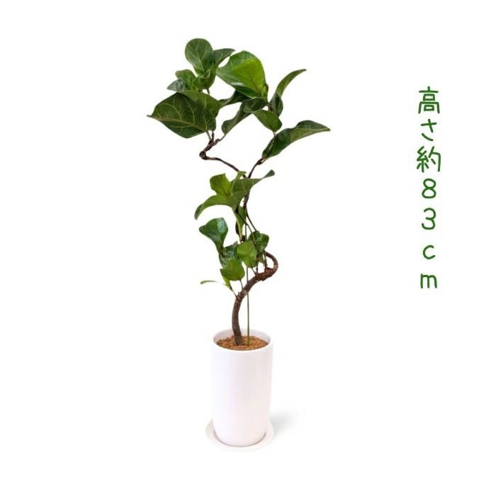 観葉植物現品販売