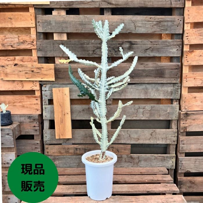 観葉植物現品販売