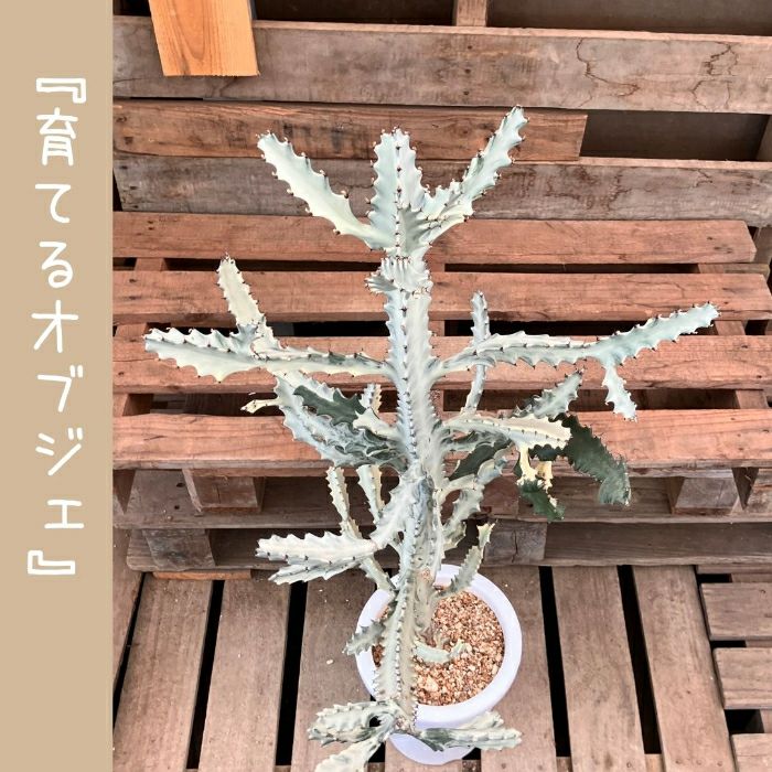 観葉植物現品販売