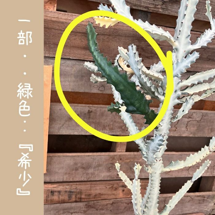 観葉植物現品販売