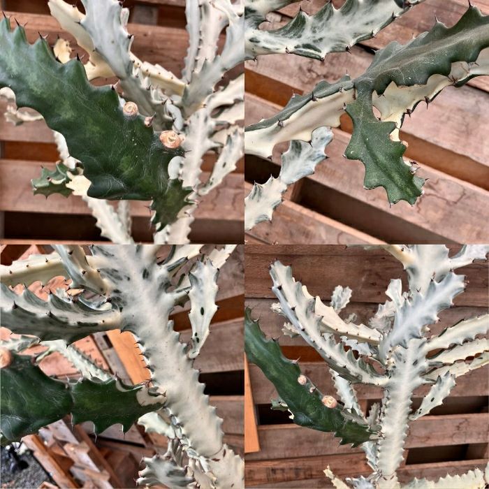 観葉植物現品販売