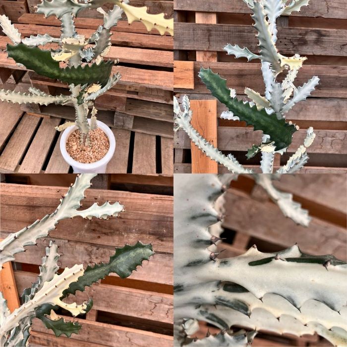 観葉植物現品販売