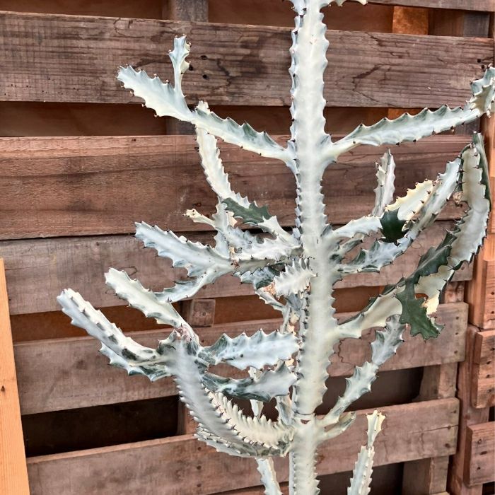 観葉植物現品販売