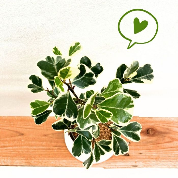 観葉植物現品販売