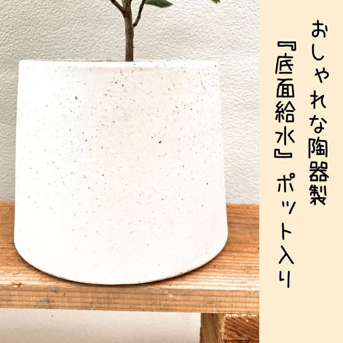 観葉植物現品販売