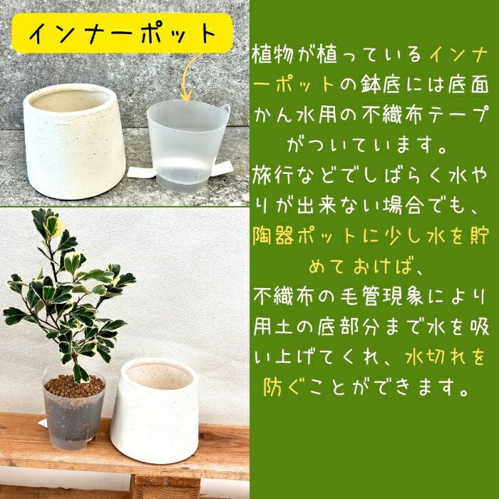 観葉植物現品販売