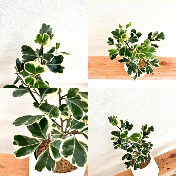 観葉植物現品販売