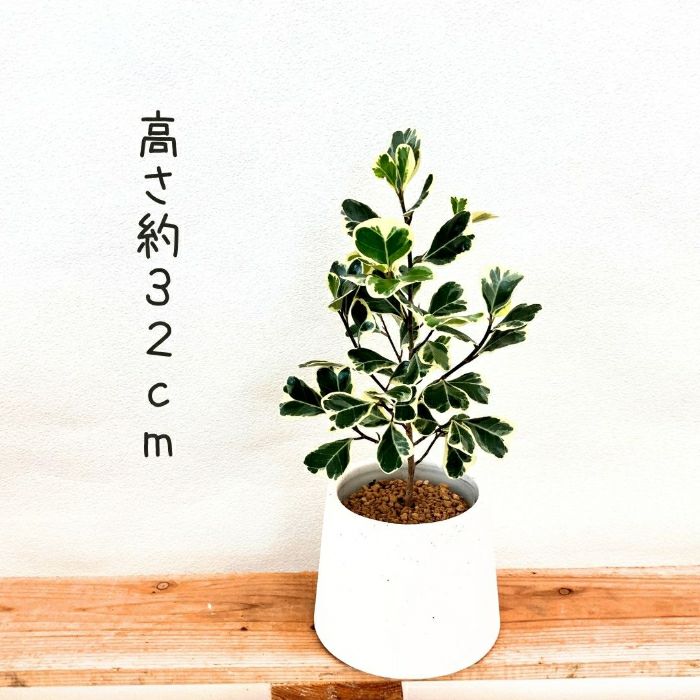 観葉植物現品販売