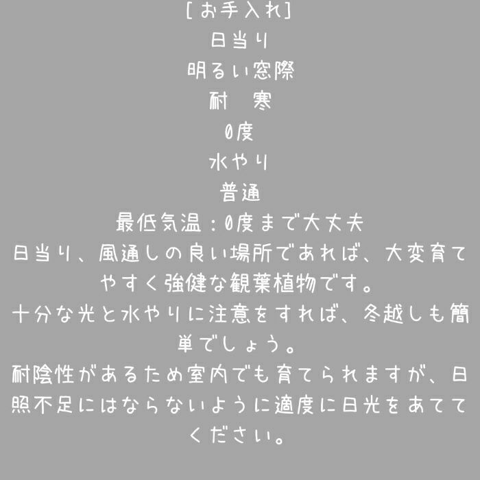 観葉植物現品販売