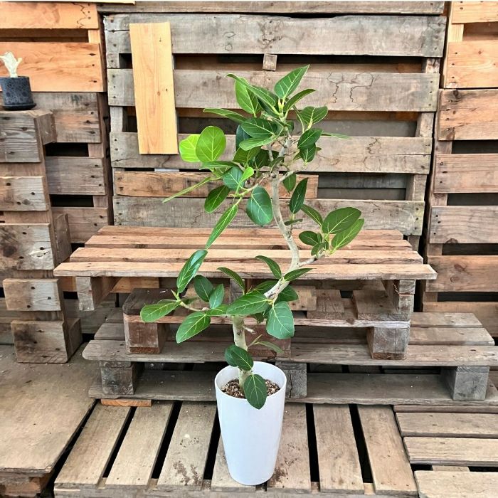 観葉植物現品販売