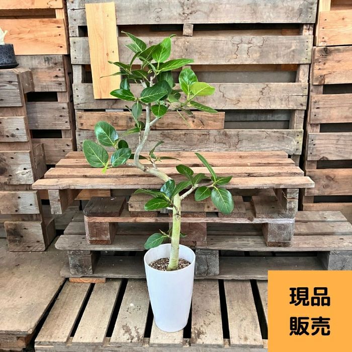観葉植物現品販売