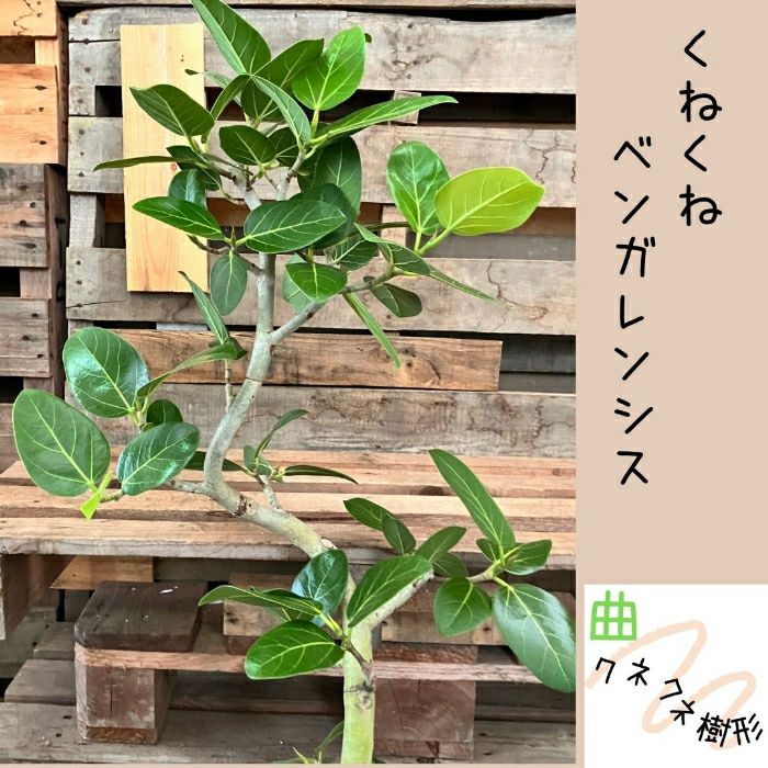 観葉植物現品販売