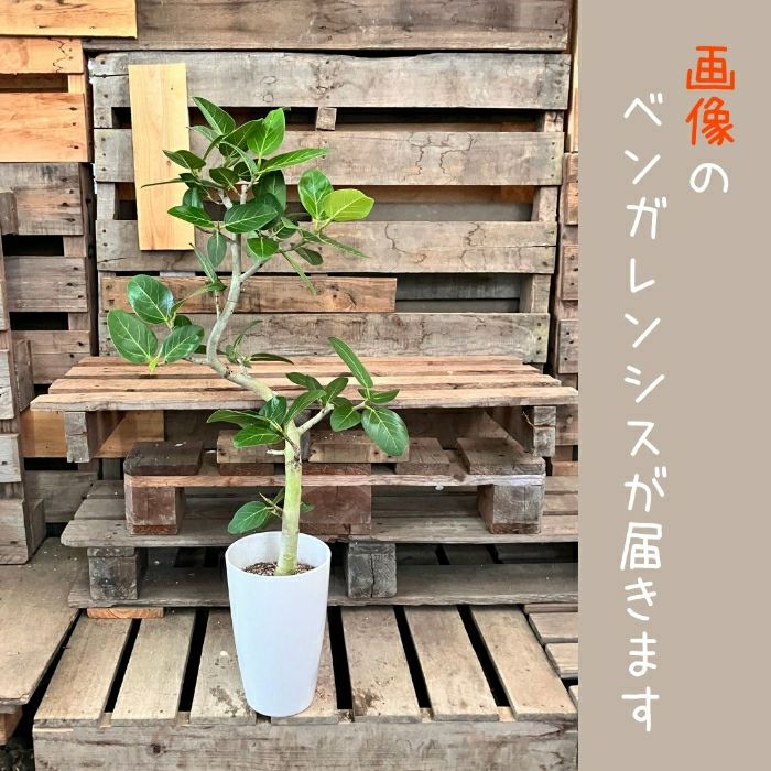 観葉植物現品販売