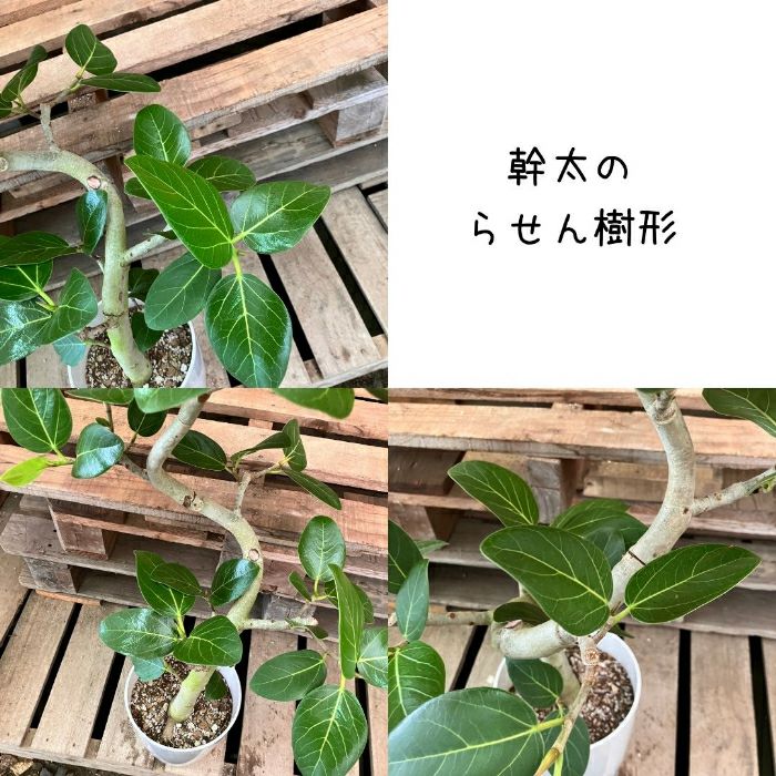 観葉植物現品販売