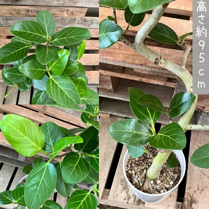 観葉植物現品販売