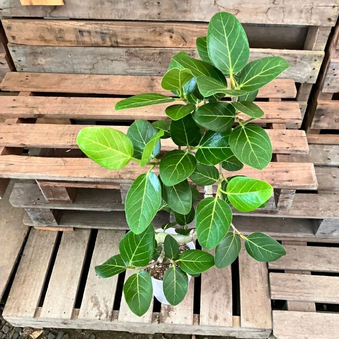 観葉植物現品販売