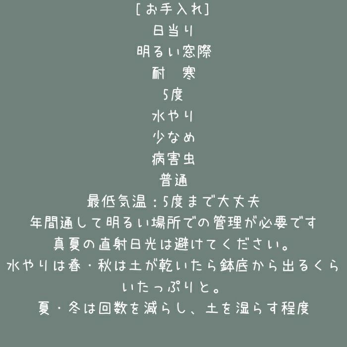 観葉植物現品販売