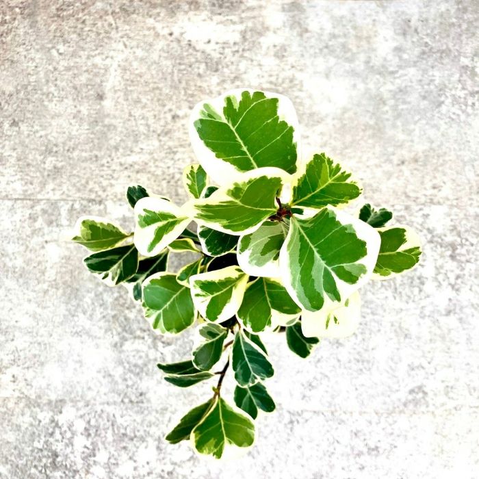 観葉植物現品販売