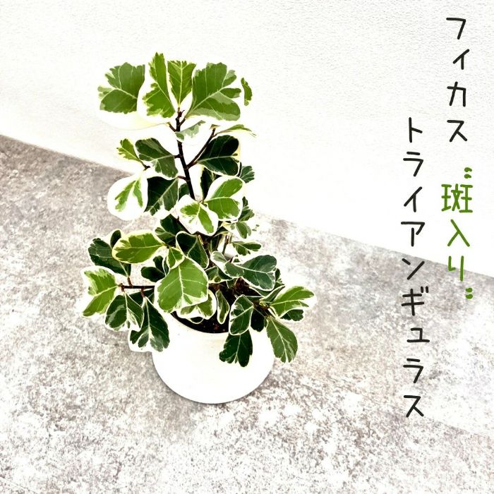 観葉植物現品販売
