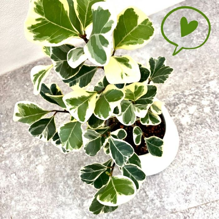 観葉植物現品販売